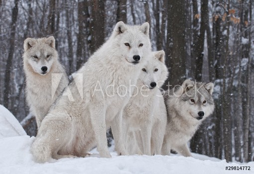 Picture of Arctic Wolf Pack